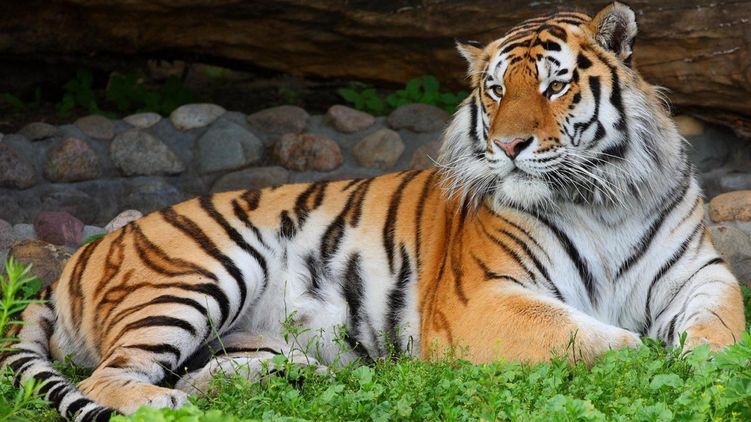 Международный День тигра 29 июля 2019