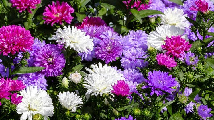 Праздники 26 августа