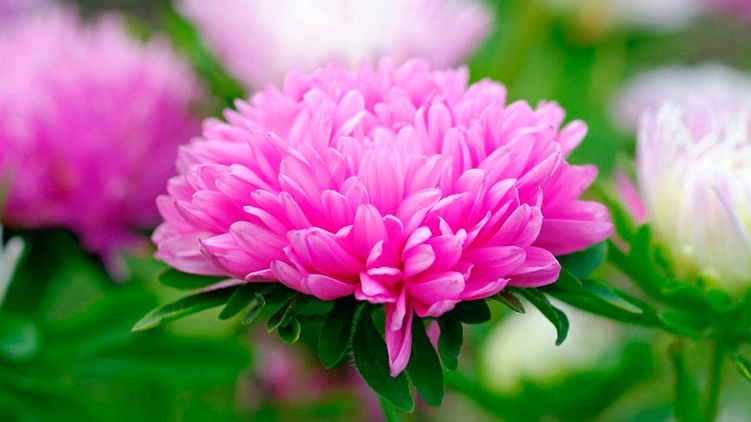 Какой сегодня праздник