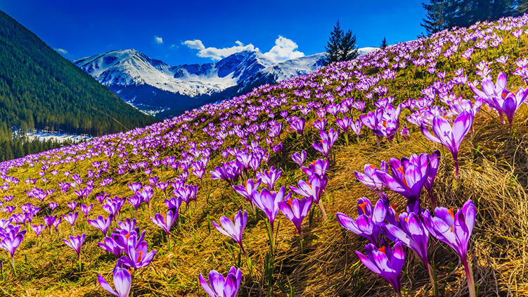 Весенняя природа. Фото: 1zoom.ru