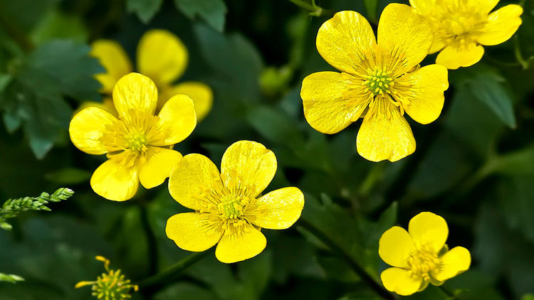 Гороскоп на сегодня. Что звезды приготовили каждому знаку Зодиака