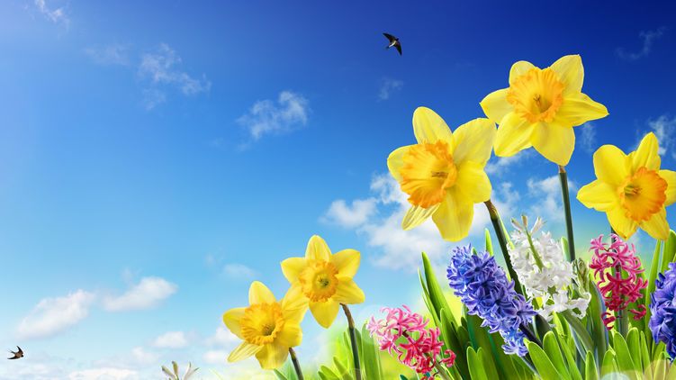 Весенние цветы. Фото с сайта hdoboi.kiev.ua