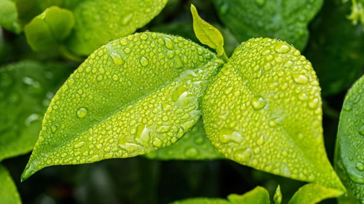 Гороскоп на 8 мая 2020 года. Фото: pixabay