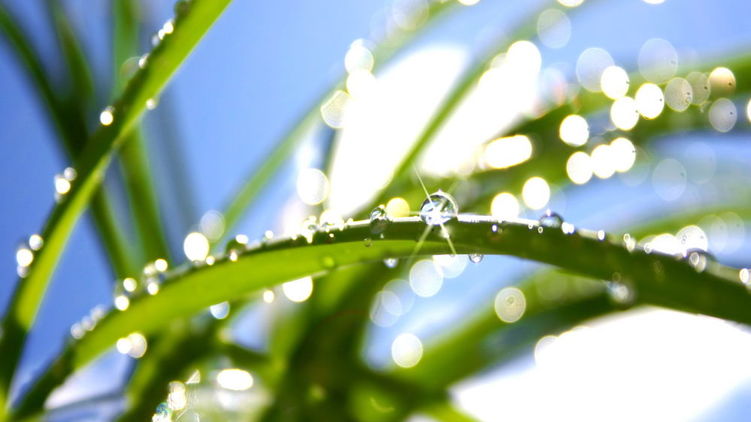 Летнее утро. Фото с сайта wallpapers.99px