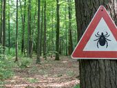 В Украине начался сезон клещей. Важные советы, которые помогут сохранить жизнь