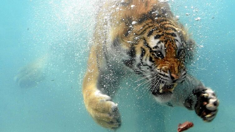 Тигр под водой. Фото: rabstol.net
