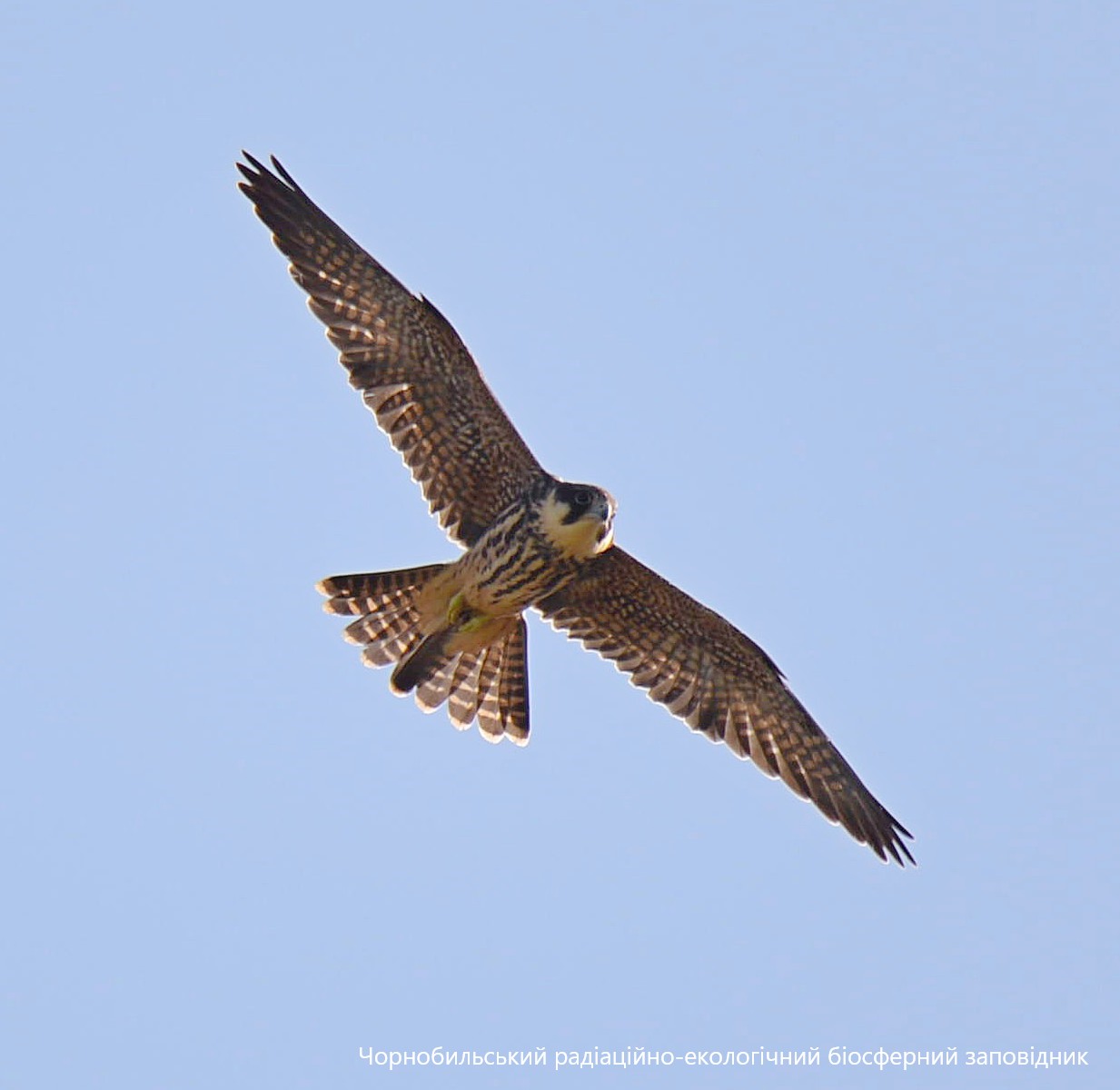 Птица в небе