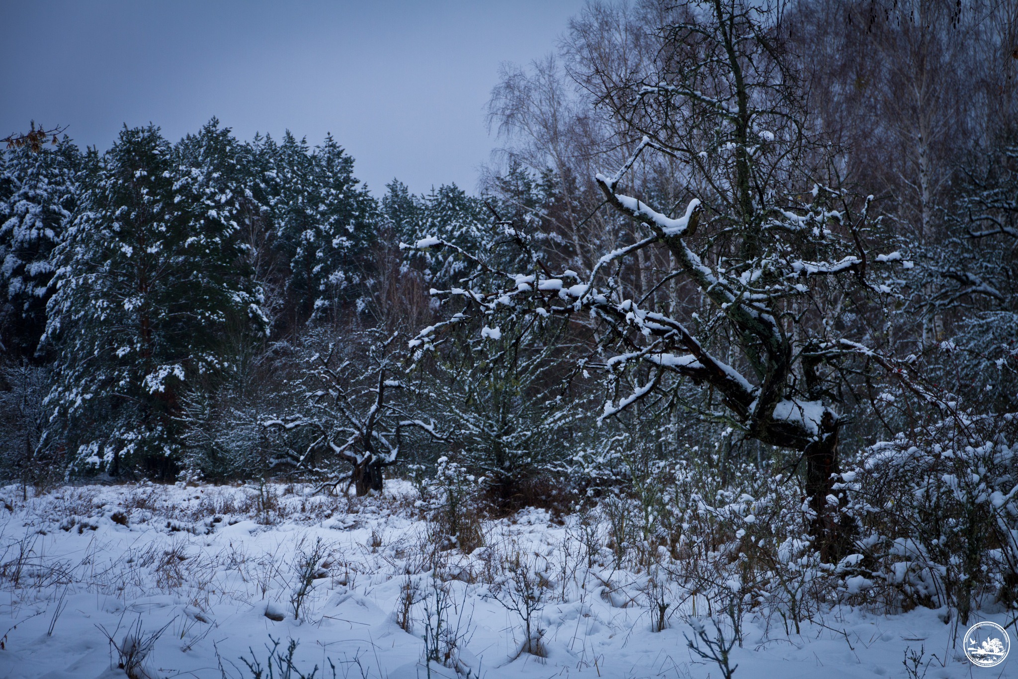 Снег, фото 3