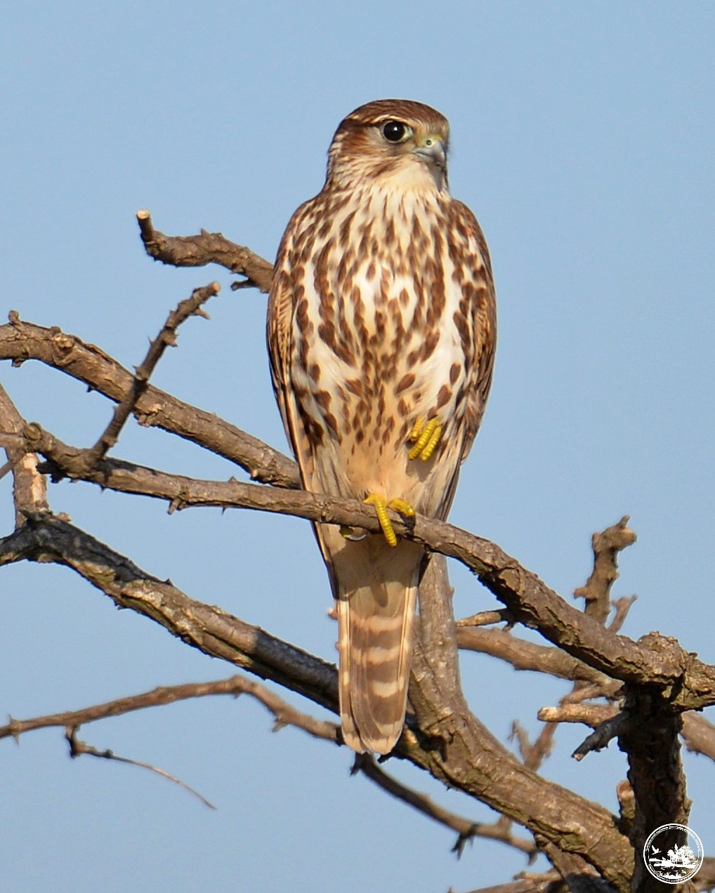 Дербник, фото 2
