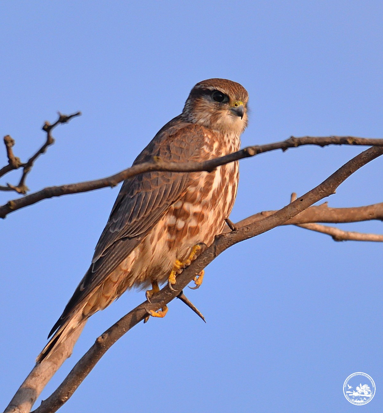 Дербник, фото 3