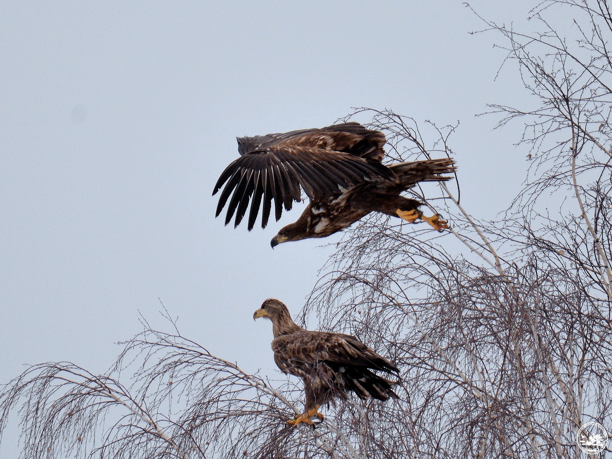 Орлан в заповеднике