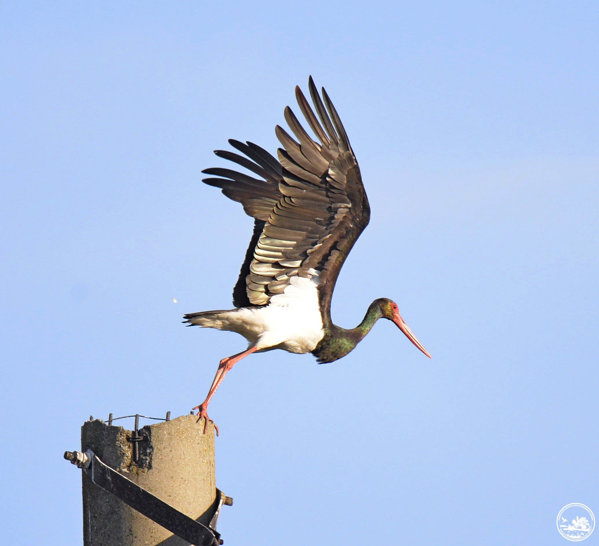 Аист, фото 2