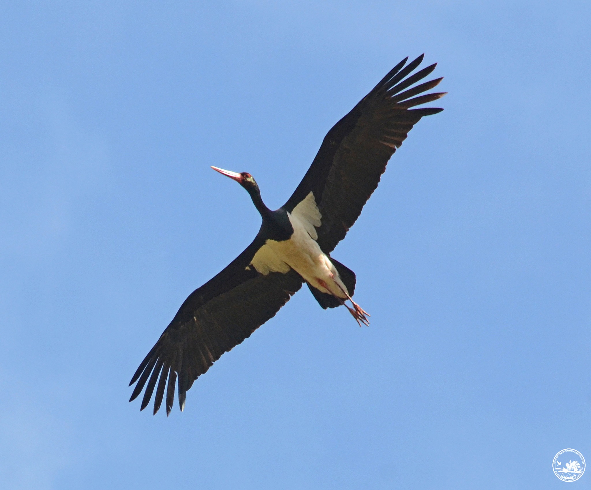 Аист, фото 3