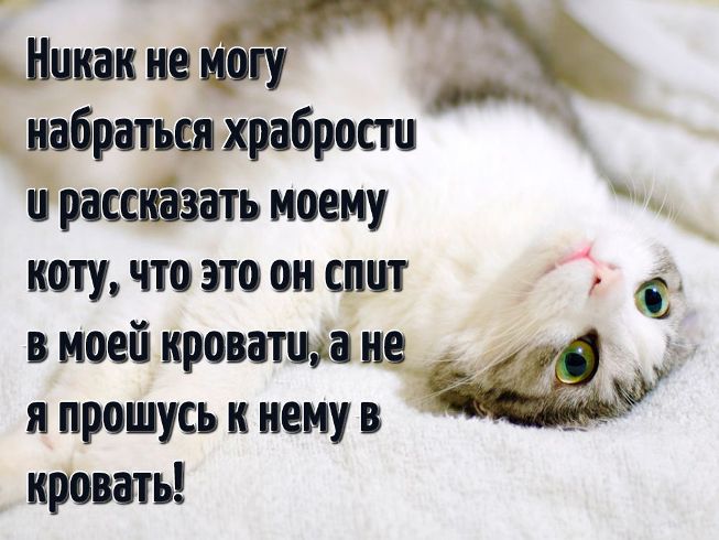 приколы про кота