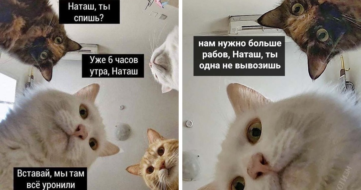 коты и Наташа