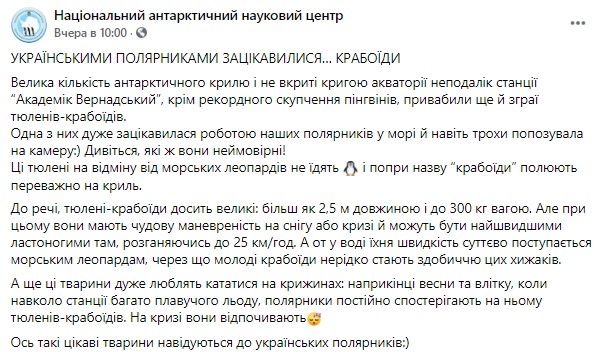 Тюлени-крабоеды попозировали на камеру для украинских полярников