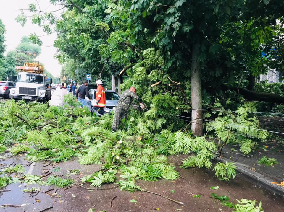 Упавшее дерево в Житомире