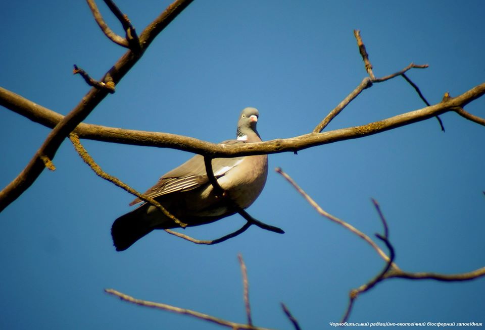 Голубок на ветке