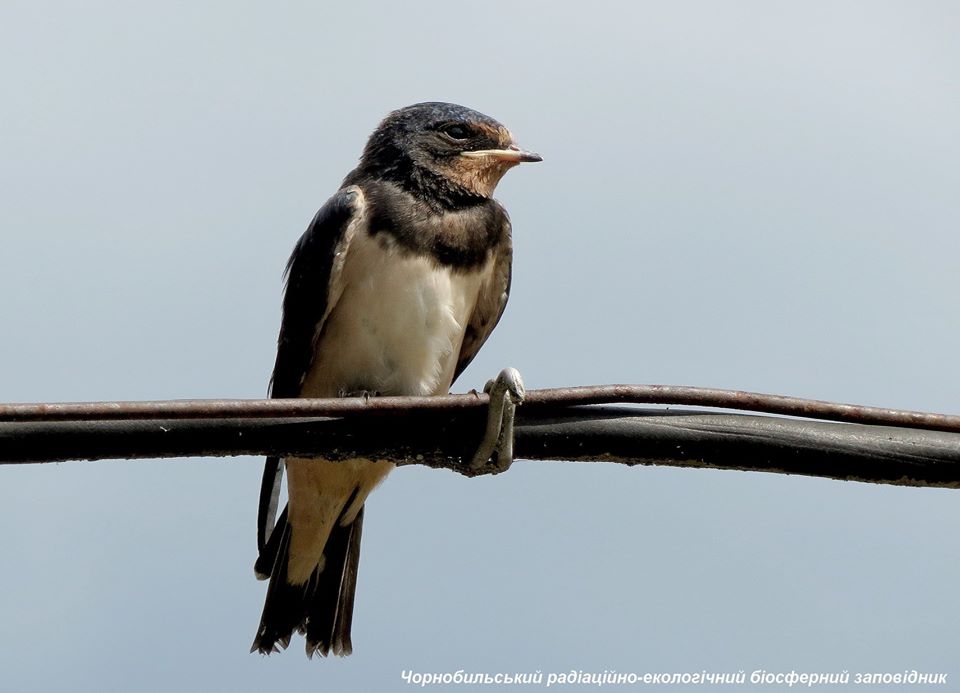 Чернобыльская ласточка