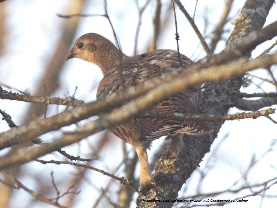 Тетерев в заповеднике