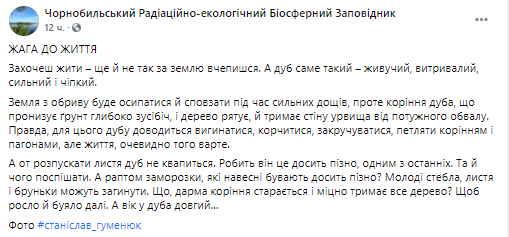 В Чернобыльском заповеднике растет дуб. Скриншот из фейсбука Чернобыльского Радиационного-экологического Биосферного Заповедника