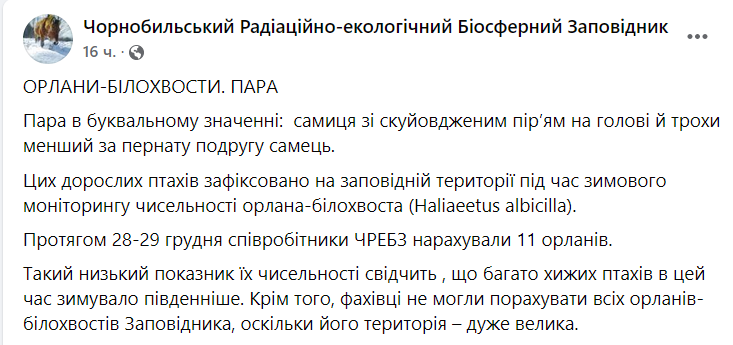 В зоне отчуждения ЧАЭС увидели пару взрослых орланов-белохвостов