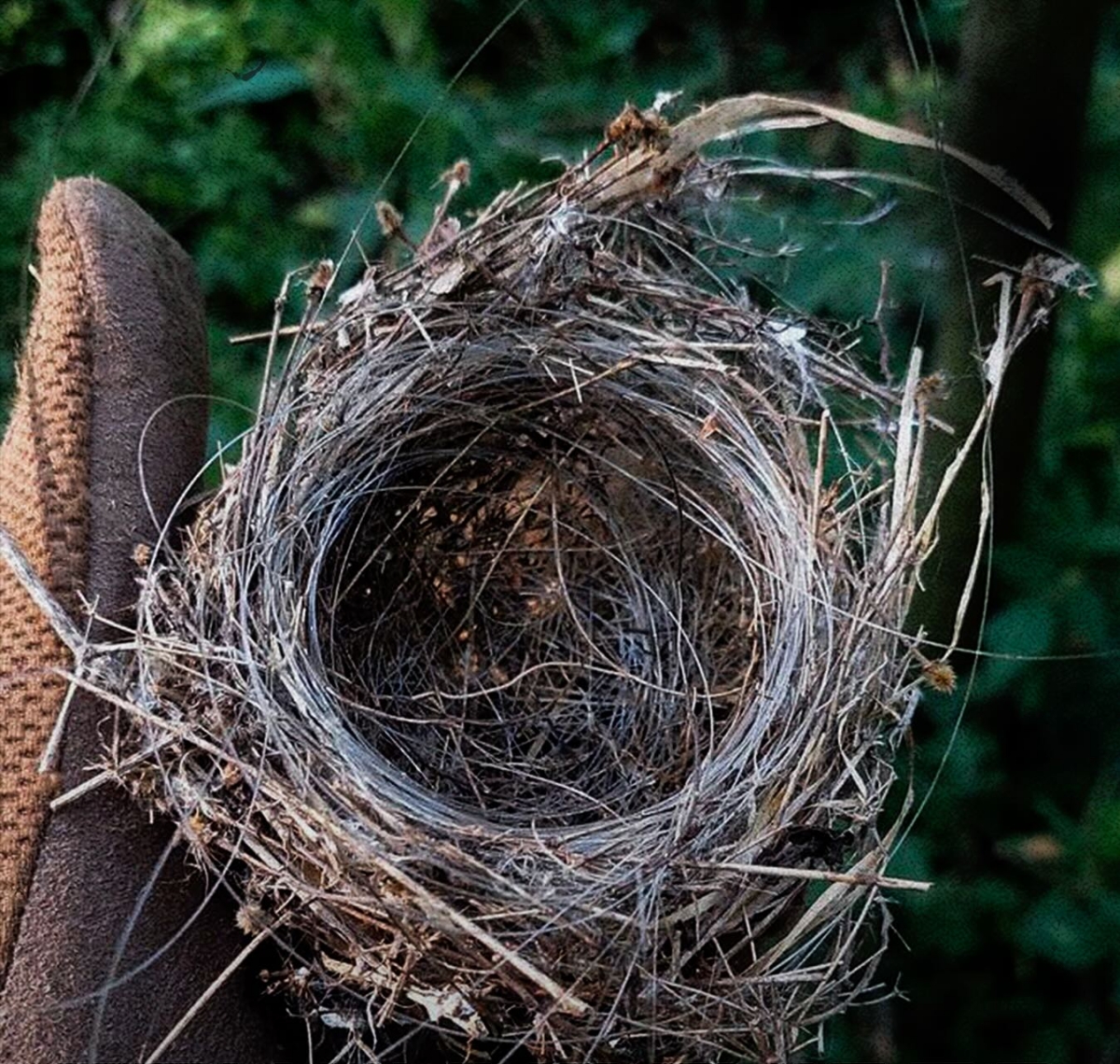 Птичье гнездо из оптоволокна. Источник - Фейсбук