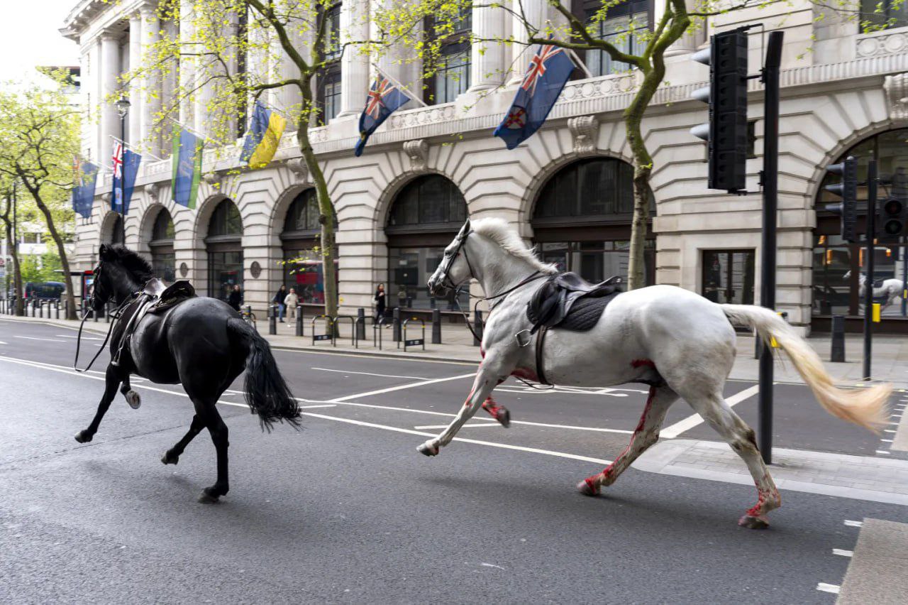 Фото двух лошадей на улице Лондона. Источник - apnews.com